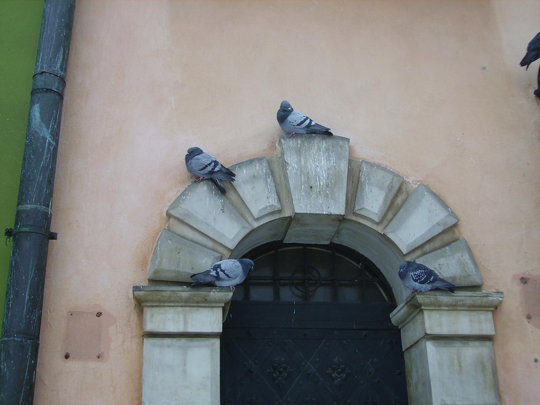 dépigeonnisation pigeons oiseaux